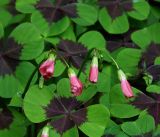 Oxalis tetraphylla