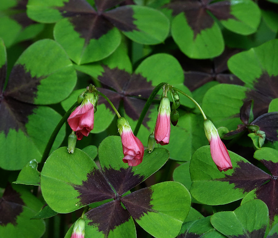 Изображение особи Oxalis tetraphylla.