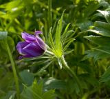 Pulsatilla patens. Верхушка цветущего растения. Башкортостан, долина р. Юрюзань ниже г. Усть-Катав, вершина Большого Лимоновского гребня, луг. 10 июня 2017 г.