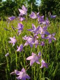 Campanula patula