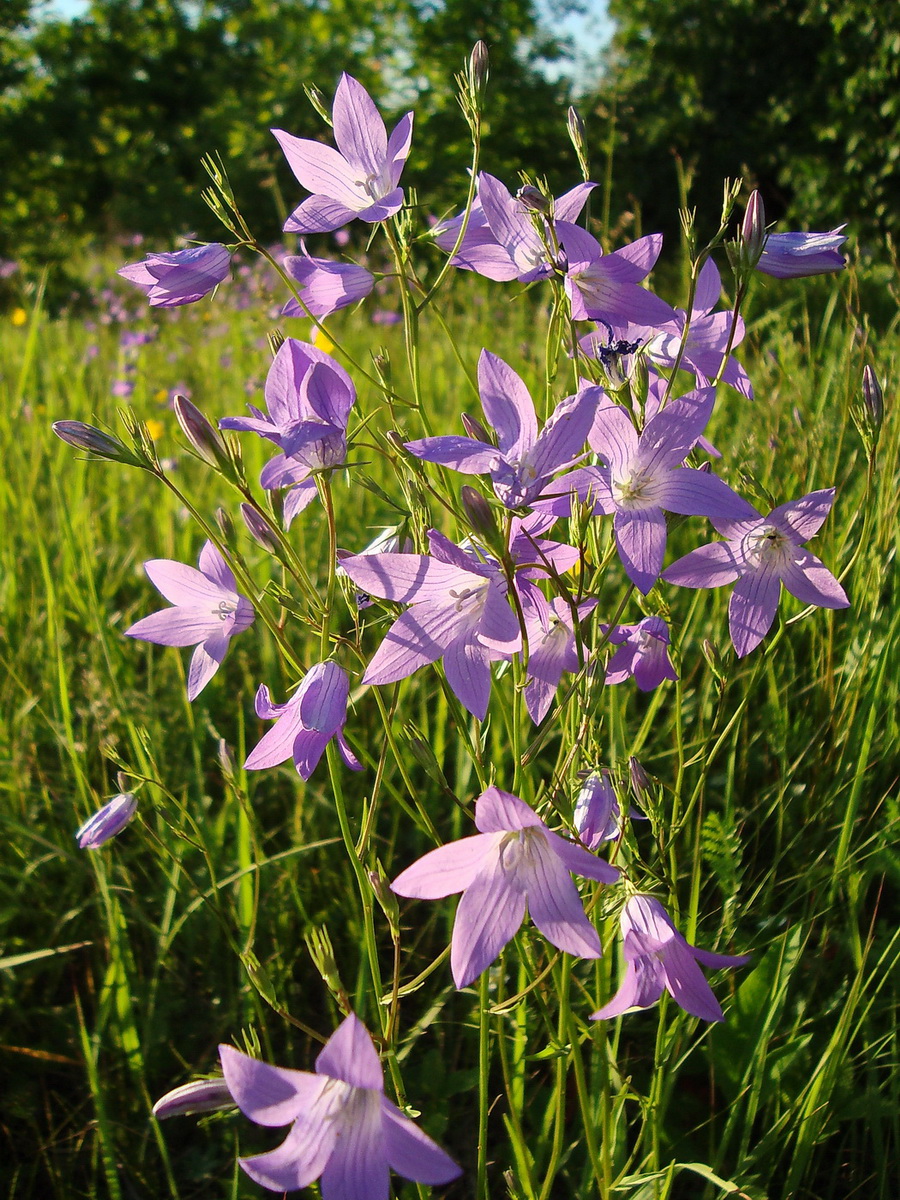 Image of Campanula patula specimen.