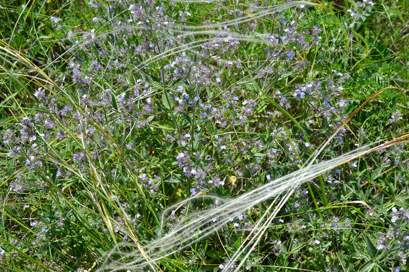 Image of Nepeta parviflora specimen.