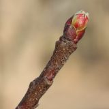 Malus prunifolia