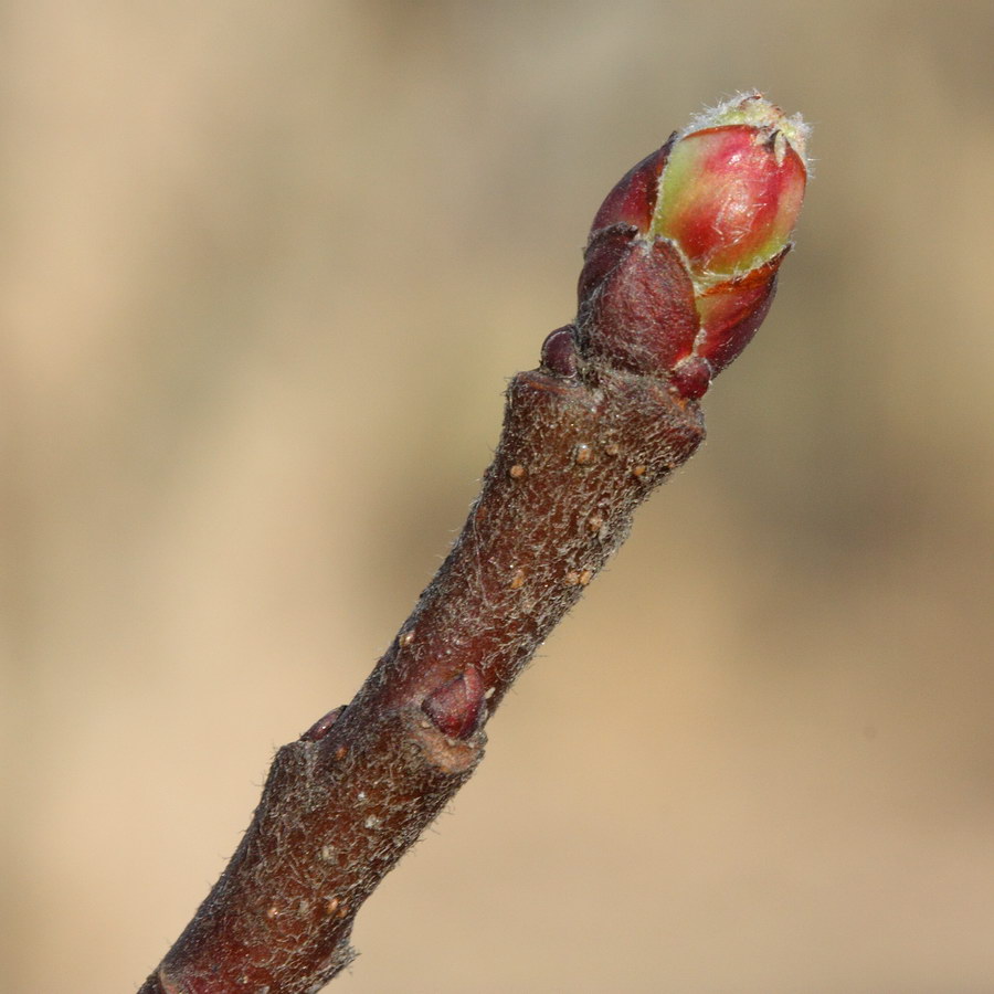 Распускание яблони. Яблоня сливолистная (Malus prunifolia). Распускание почек яблони. Дикая яблоня побег. Побег яблони с почками.