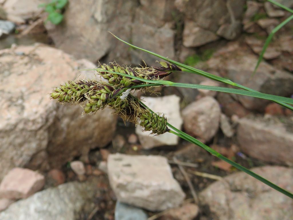 Изображение особи Carex griffithii.