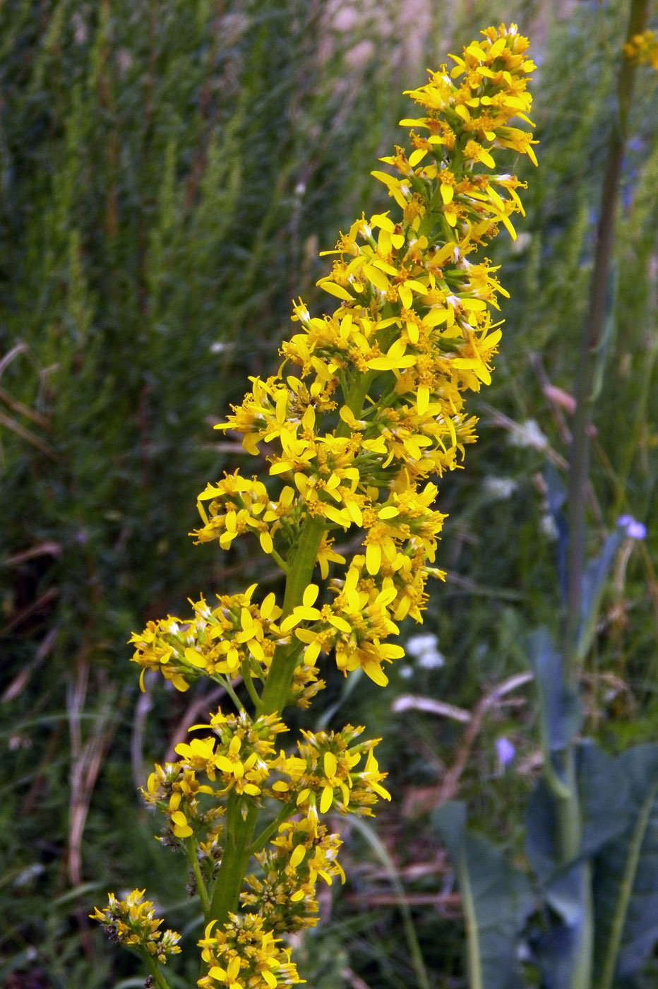 Image of Ligularia heterophylla specimen.