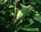 Asclepias syriaca