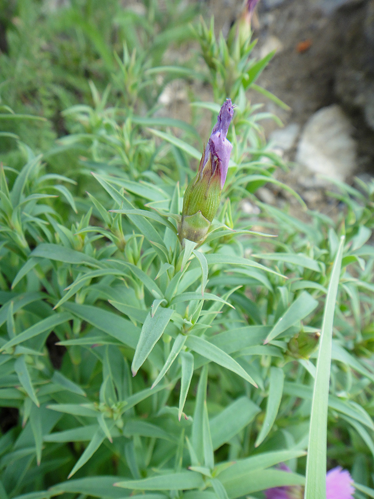 Изображение особи Dianthus repens.