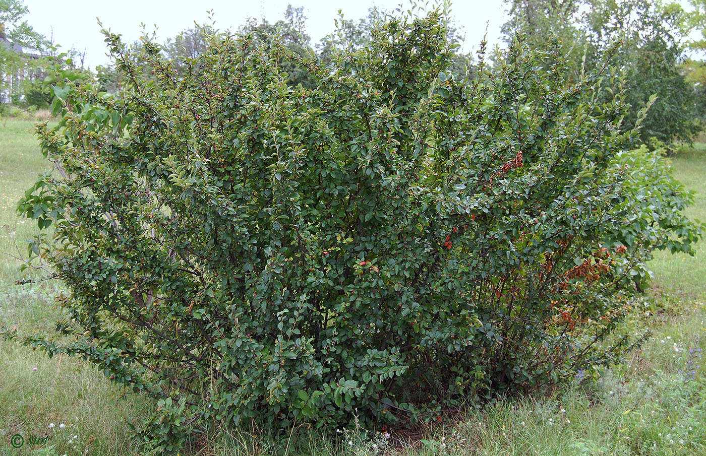 Image of Cotoneaster lucidus specimen.