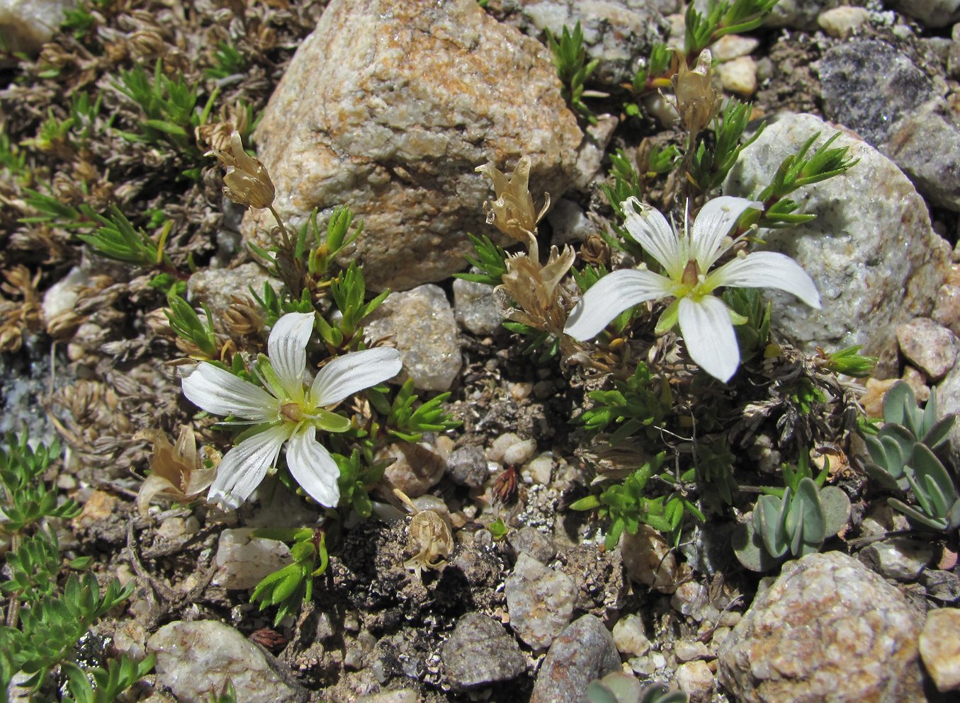 Image of Minuartia imbricata specimen.