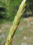 familia Poaceae