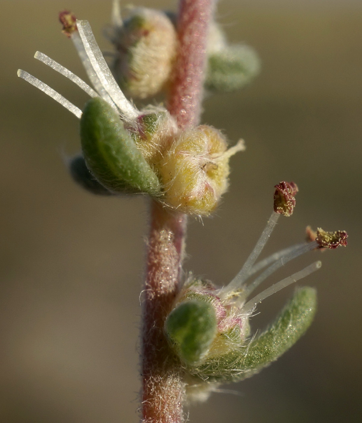 Image of Bassia laniflora specimen.