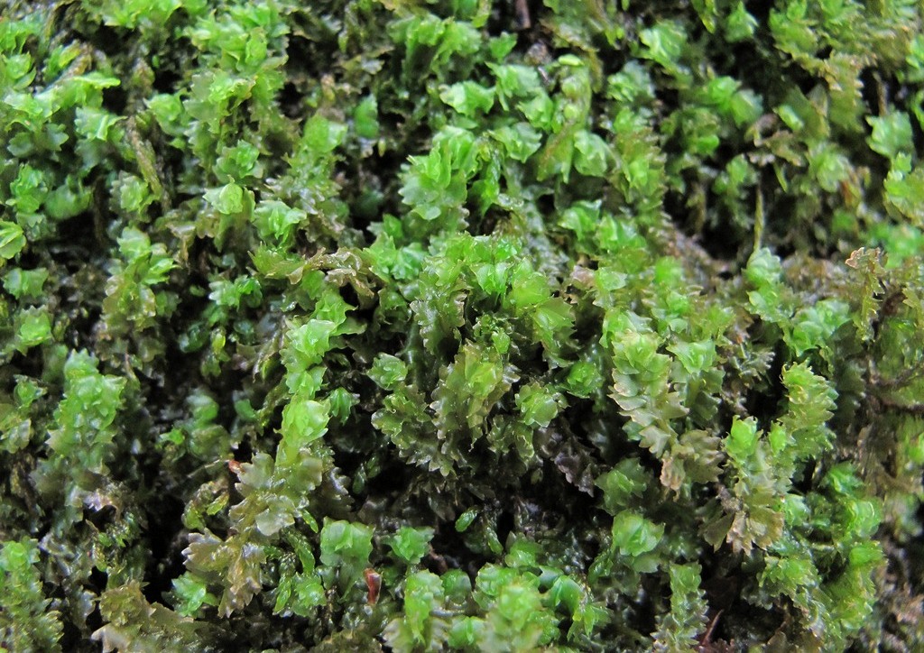 Image of Barbilophozia barbata specimen.