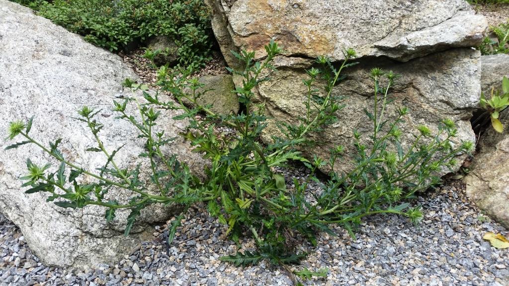 Изображение особи Cirsium rhinoceros.