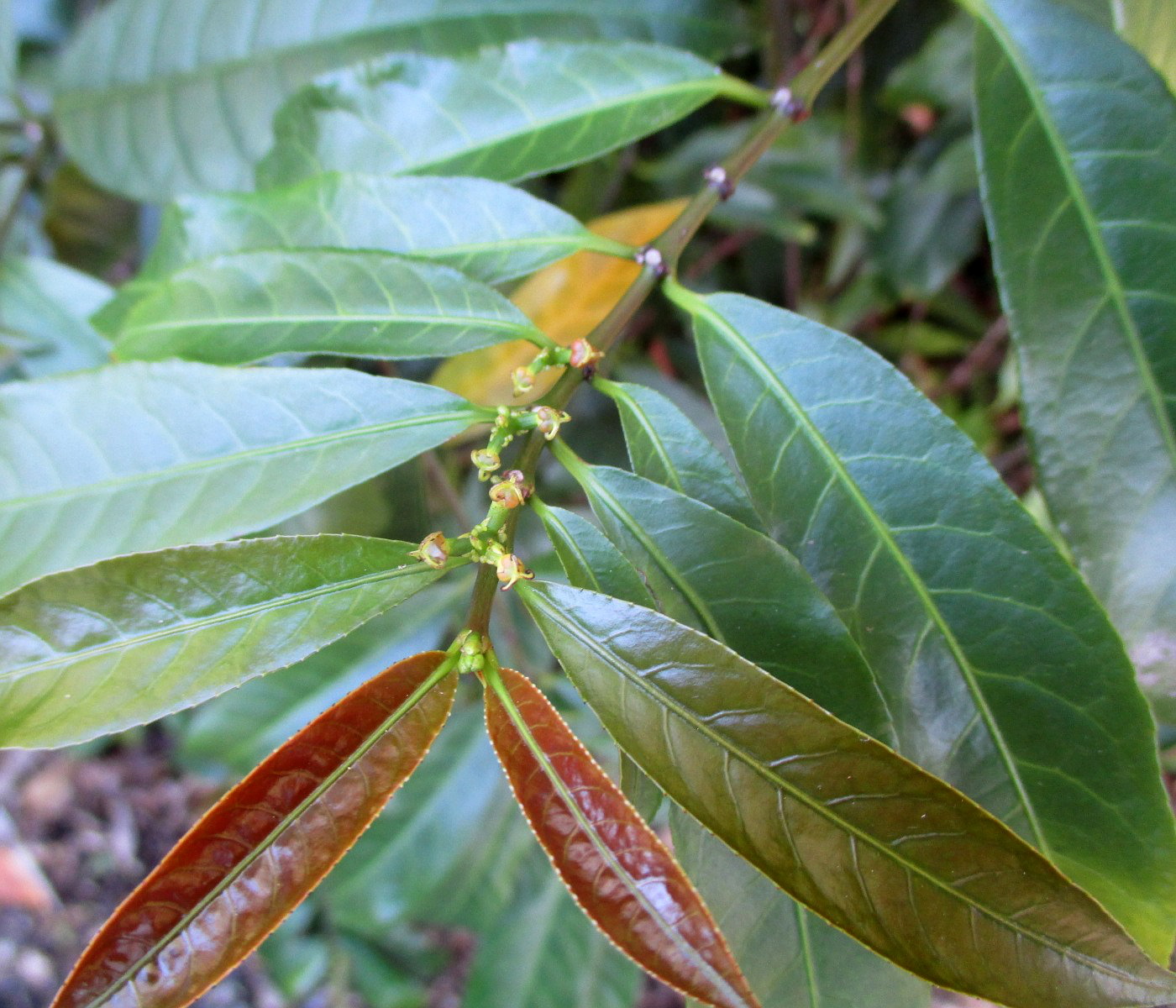 Изображение особи Excoecaria cochinchinensis.