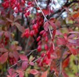 Berberis vulgaris