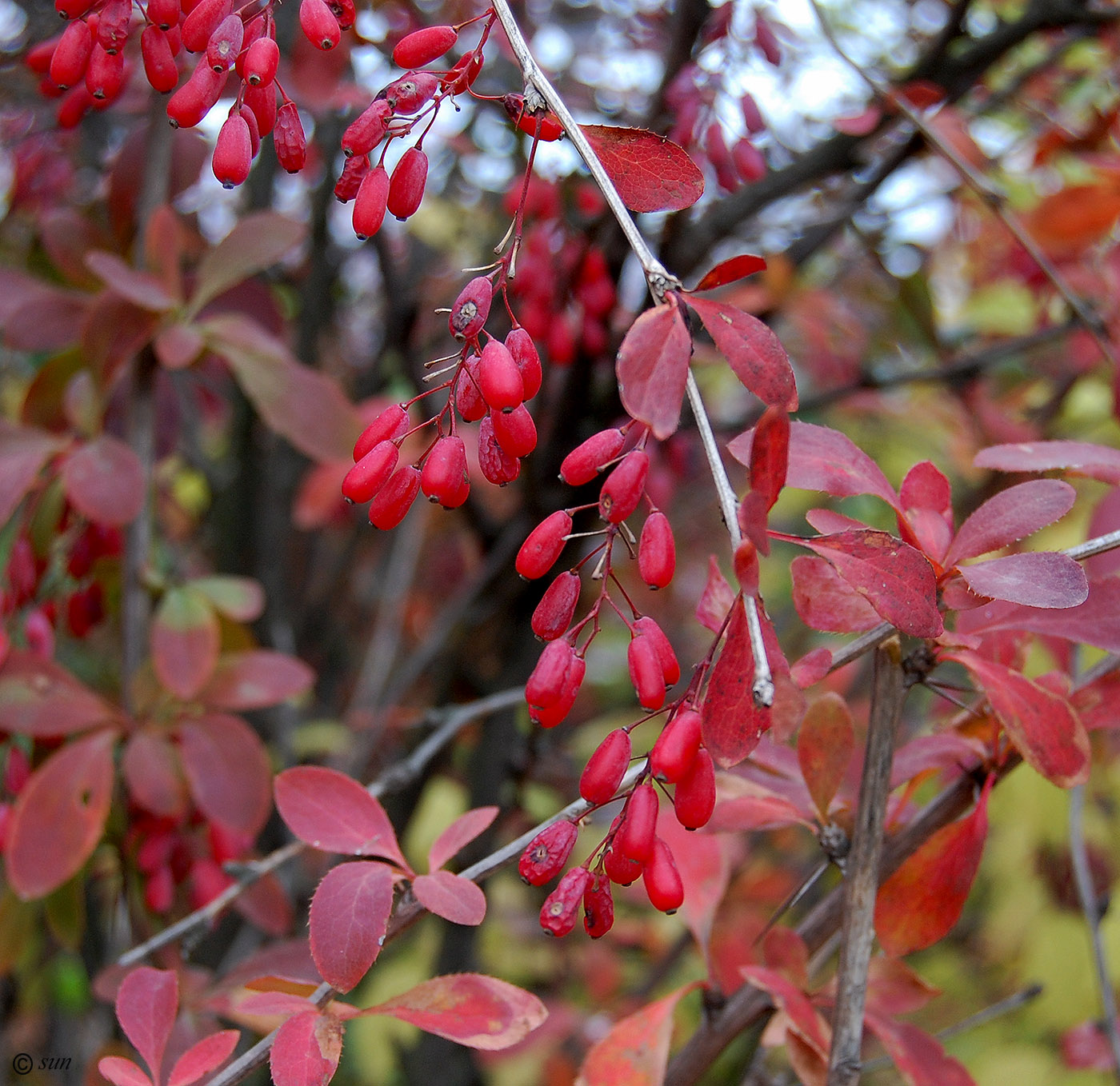 Image of Berberis vulgaris specimen.