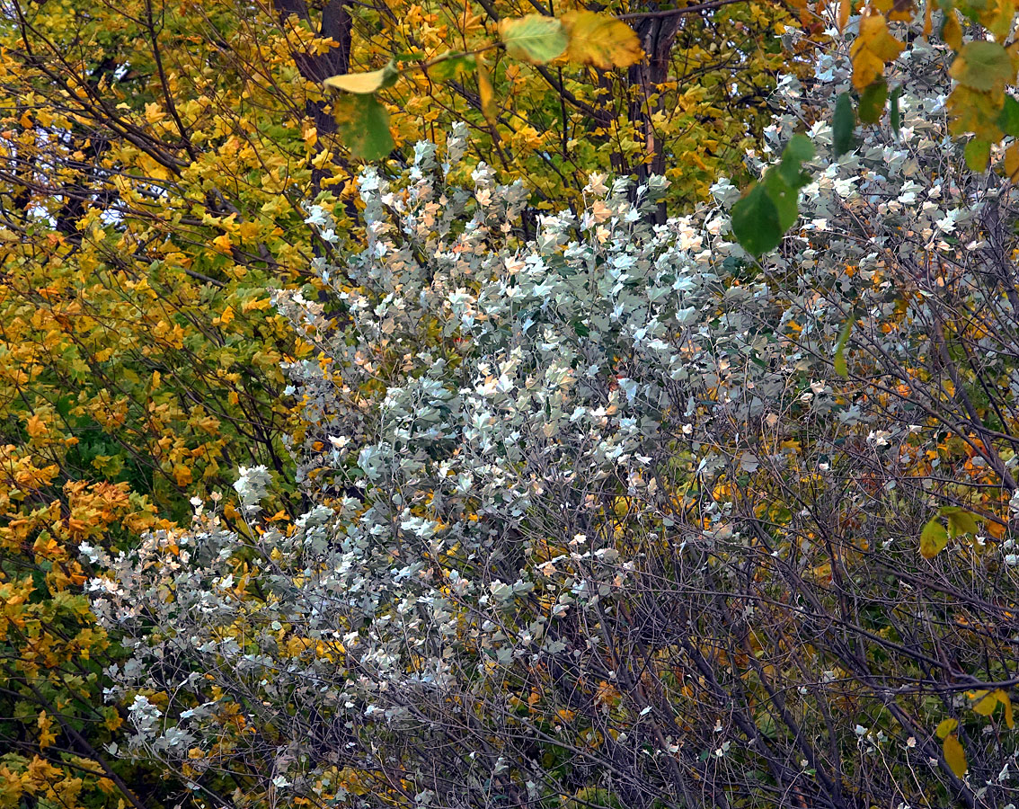 Изображение особи Populus alba.