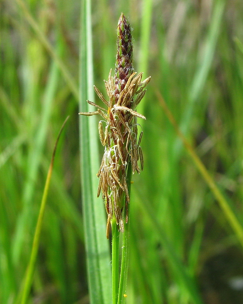 Изображение особи Carex hirta.