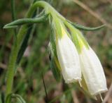 Onosma volgensis