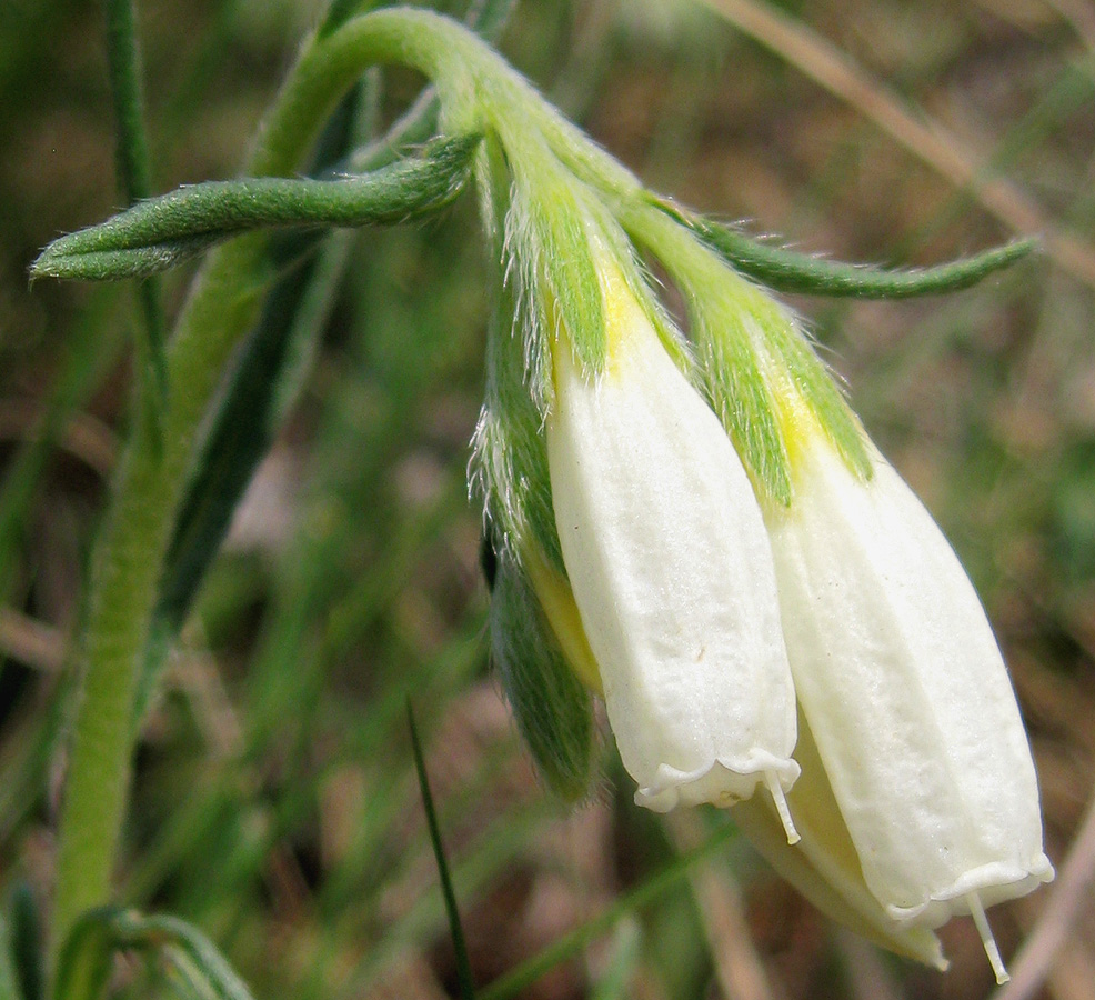 Изображение особи Onosma volgensis.