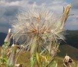 Tragopogon dasyrhynchus. Соплодие. Краснодарский край, м/о г. Геленджик, хр. Маркотх, гора Иорданова, ≈ 650 м н.у.м., горный луг. 23.07.2016.