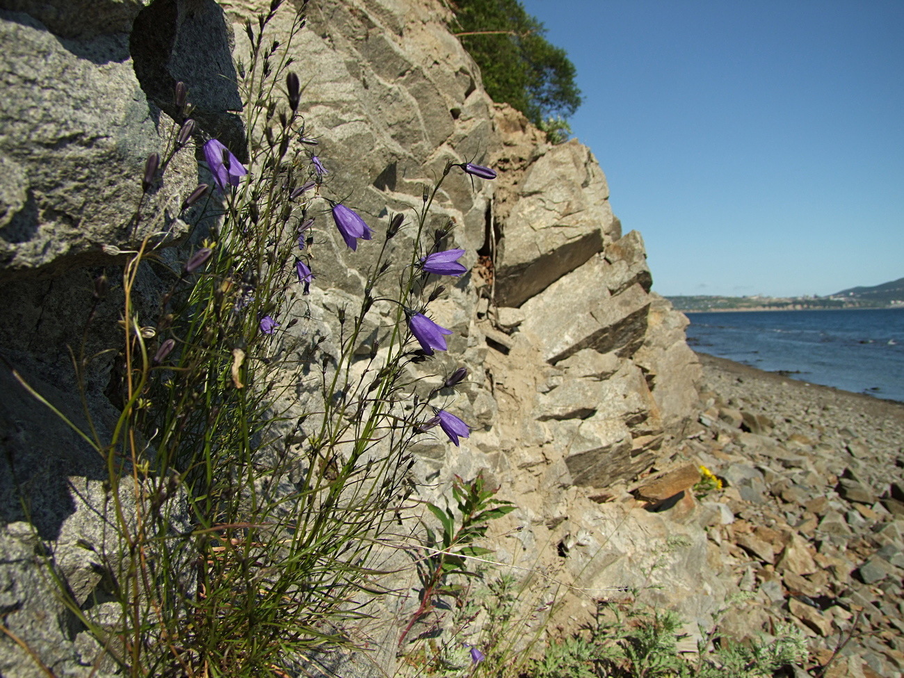 Изображение особи Campanula rotundifolia.