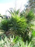 Yucca aloifolia