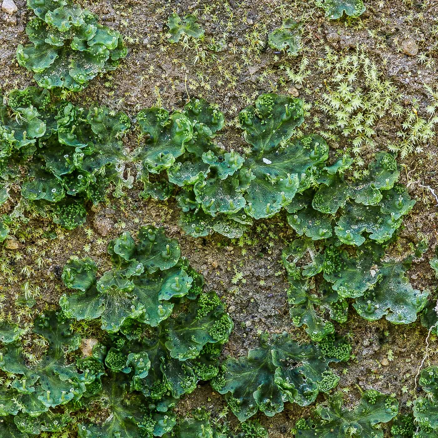 Image of Blasia pusilla specimen.