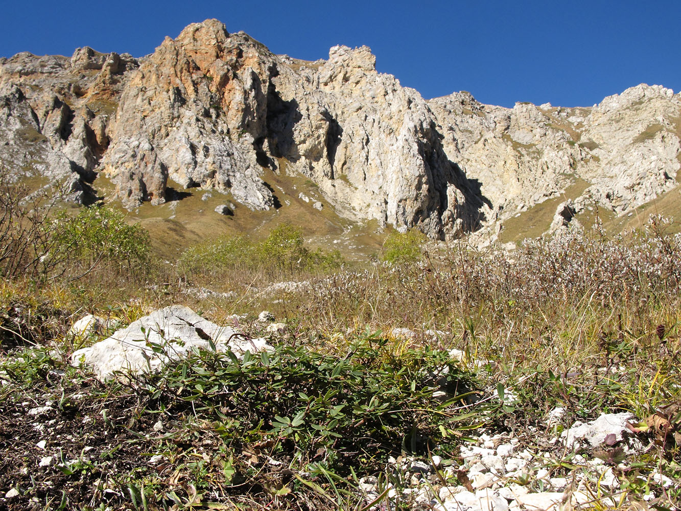 Image of Daphne circassica specimen.