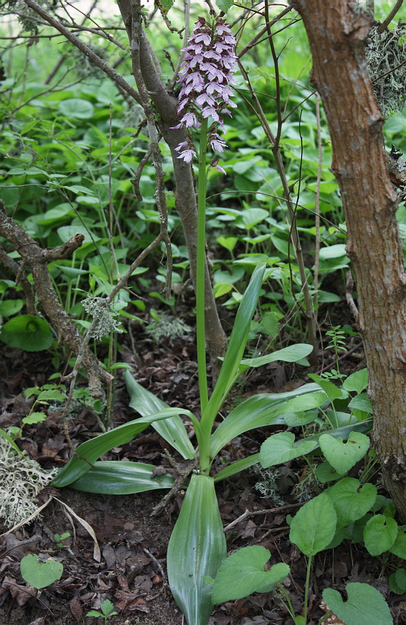 Изображение особи Orchis purpurea.