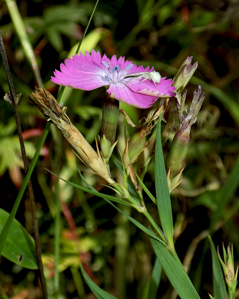 Изображение особи Dianthus imereticus.