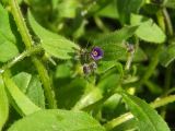 Asperugo procumbens