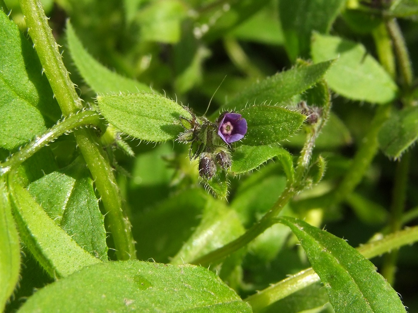 Image of Asperugo procumbens specimen.