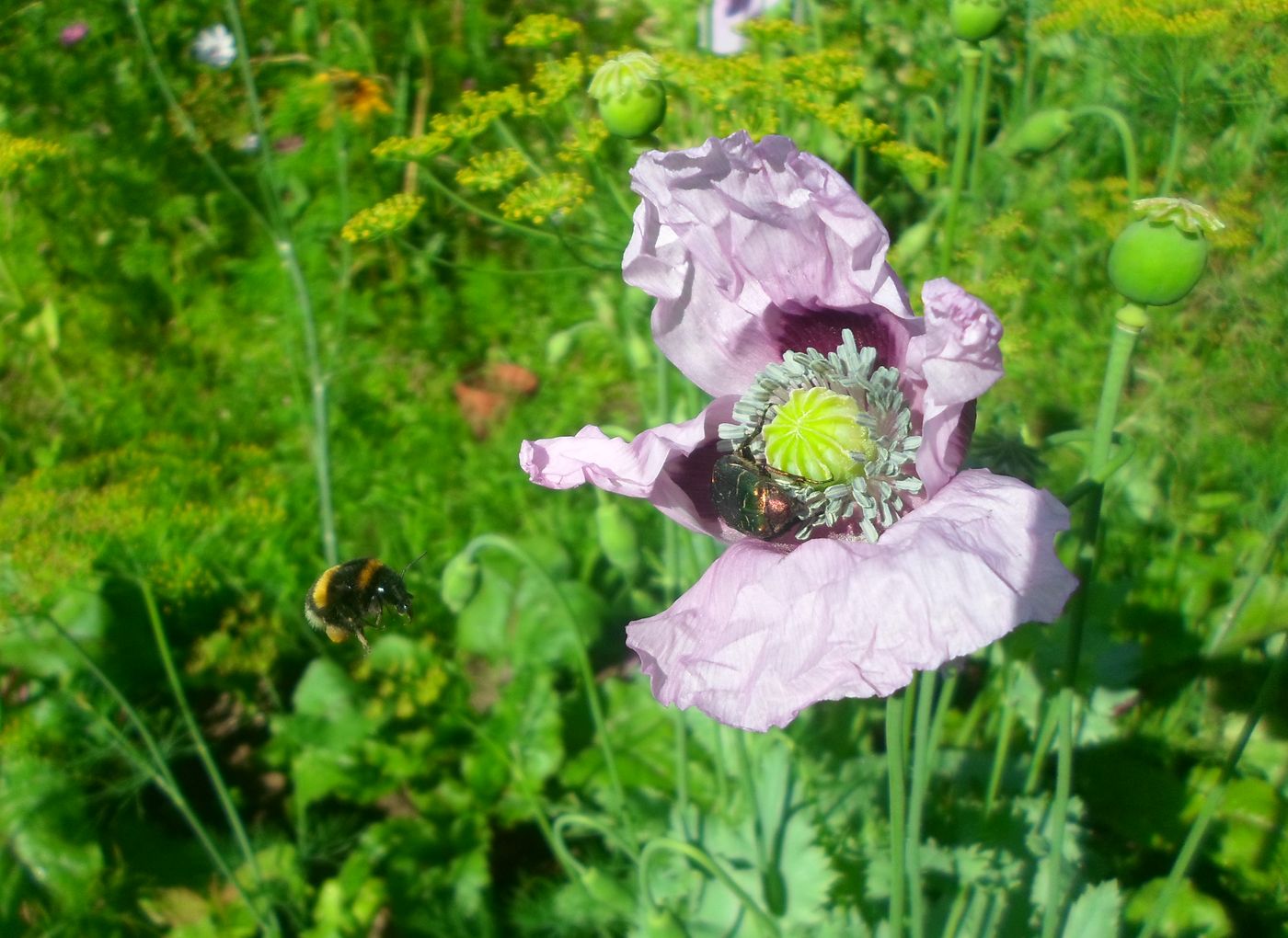 Image of Papaver somniferum specimen.