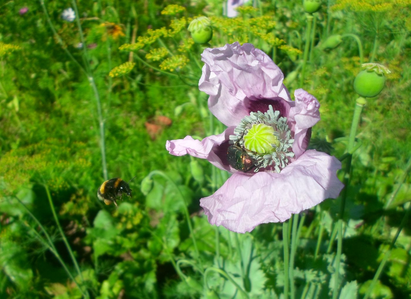 Изображение особи Papaver somniferum.