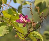 род Bauhinia. Верхушка веточки цветущего растения. Китай, провинция Гуандун, г. Гуанчжоу, парк Юэсю. 28.02.2016.