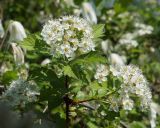 Crataegus dahurica. Верхушки побегов с соцветиями. Якутия, окр. с. Ст. Табага, вдоль грунтовой дороги. 14.06.2016.