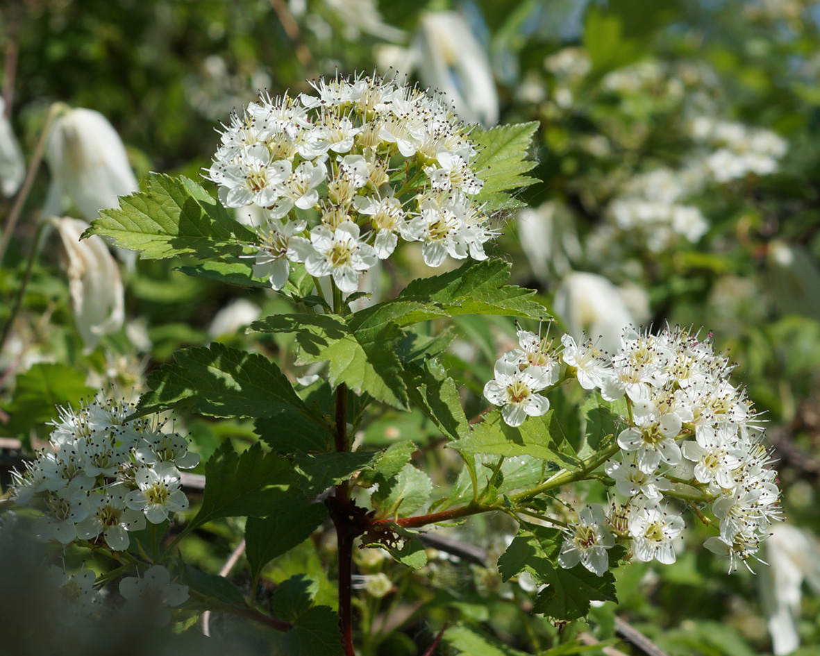 Изображение особи Crataegus dahurica.