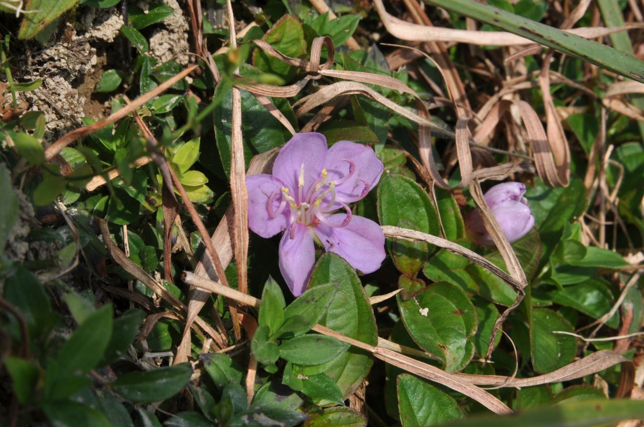 Image of Melastoma dodecandrum specimen.