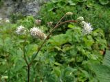 Sanguisorba tenuifolia. Верхушка цветущего растения. Курильские о-ва, о-в Кунашир, окр. дачного пос. Третьяково, разнотравный луг. 27 июля 2017 г.