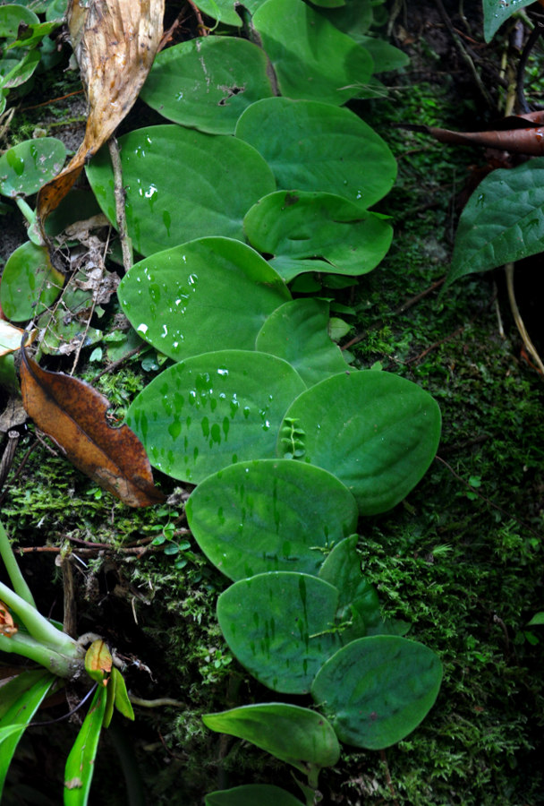 Изображение особи Rhaphidophora korthalsii.