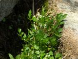 Cardamine umbellata