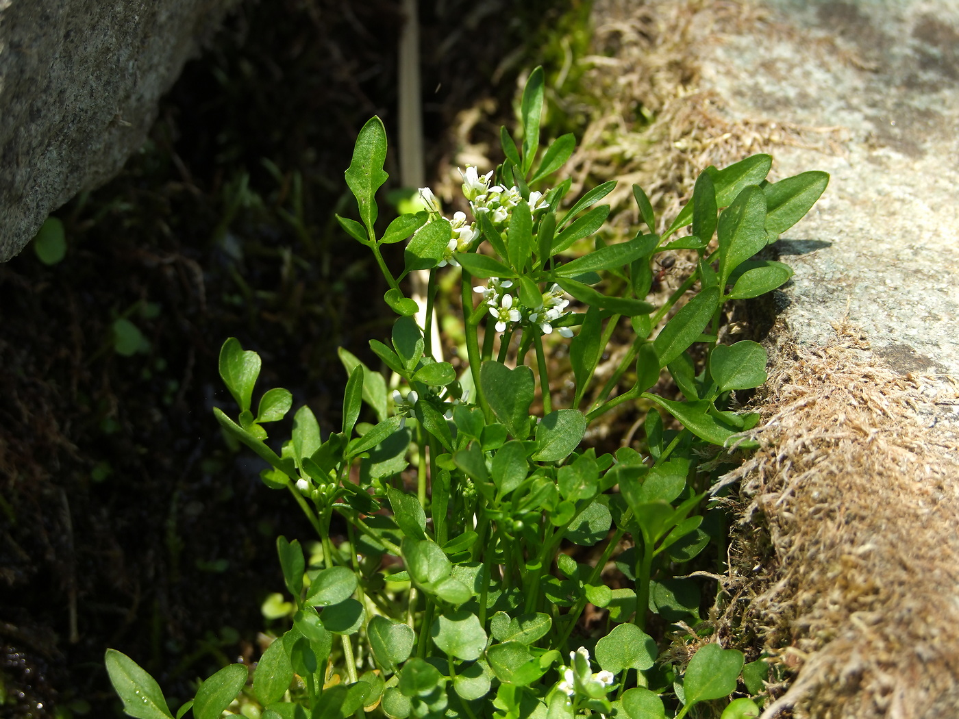 Image of Cardamine umbellata specimen.
