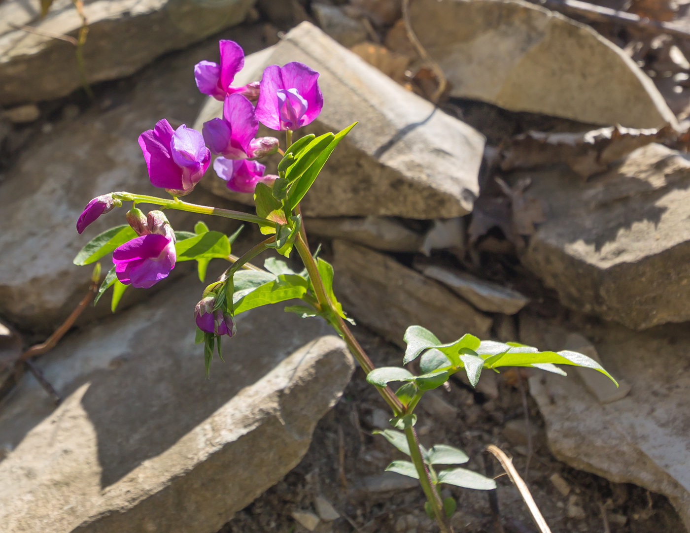 Image of Lathyrus vernus specimen.