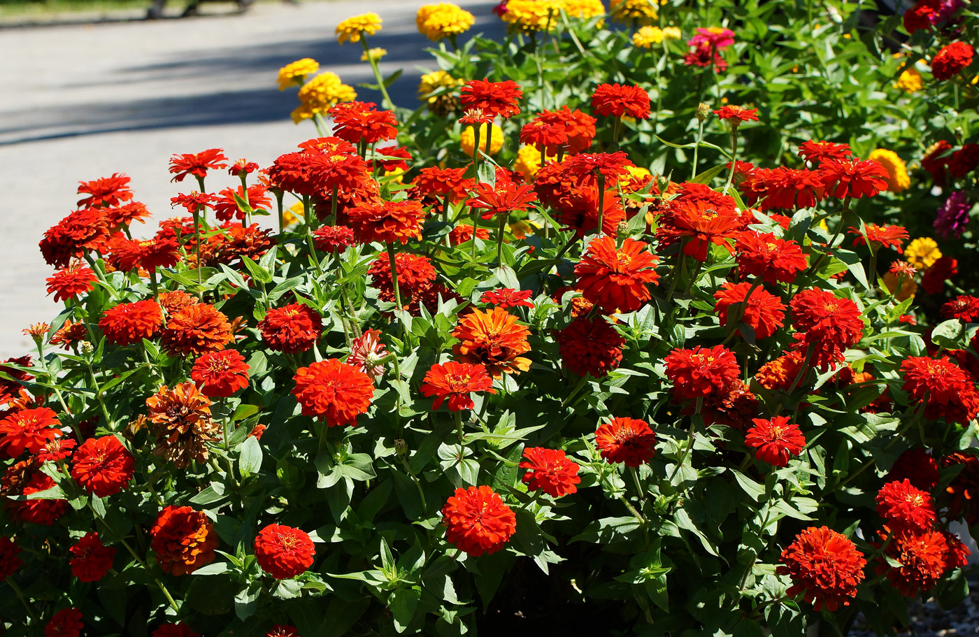 Изображение особи Zinnia elegans.