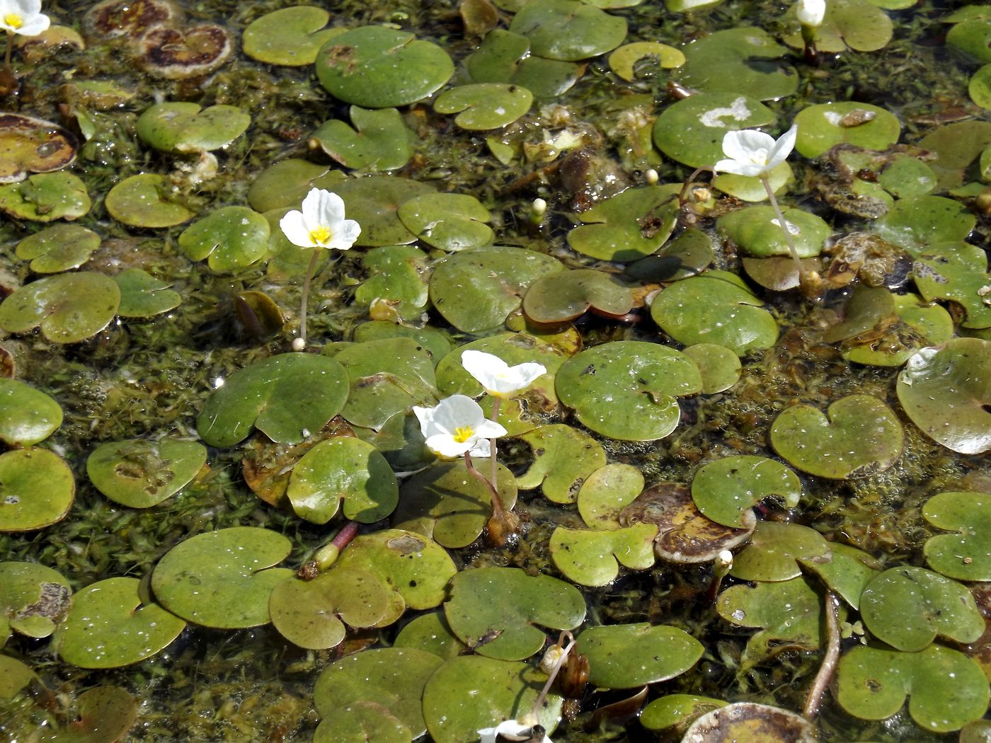 Изображение особи Hydrocharis morsus-ranae.