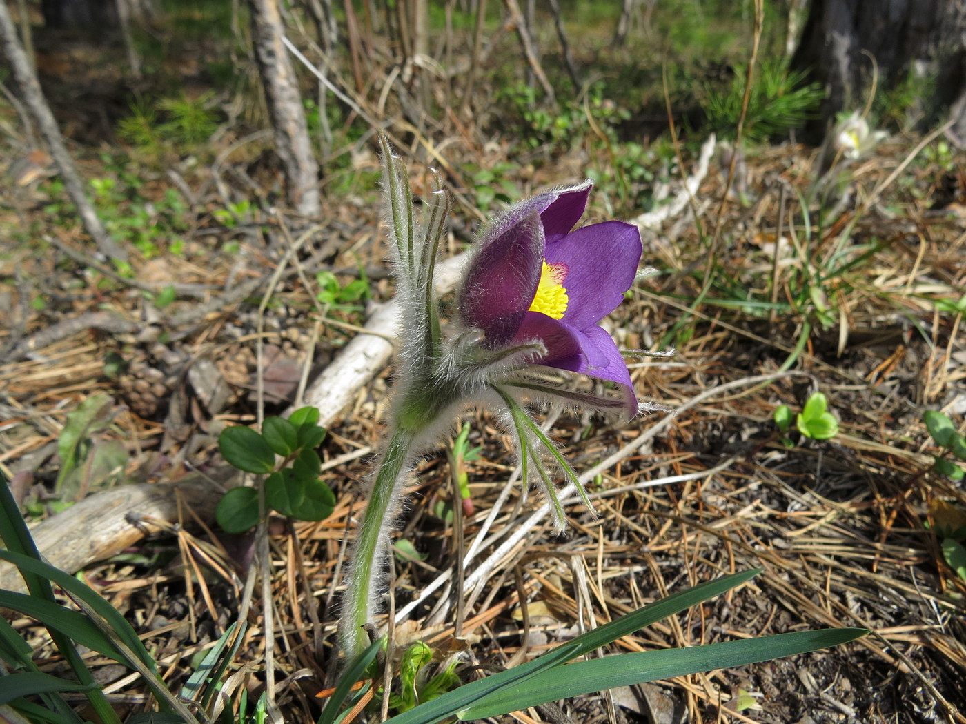 Изображение особи Pulsatilla multifida.