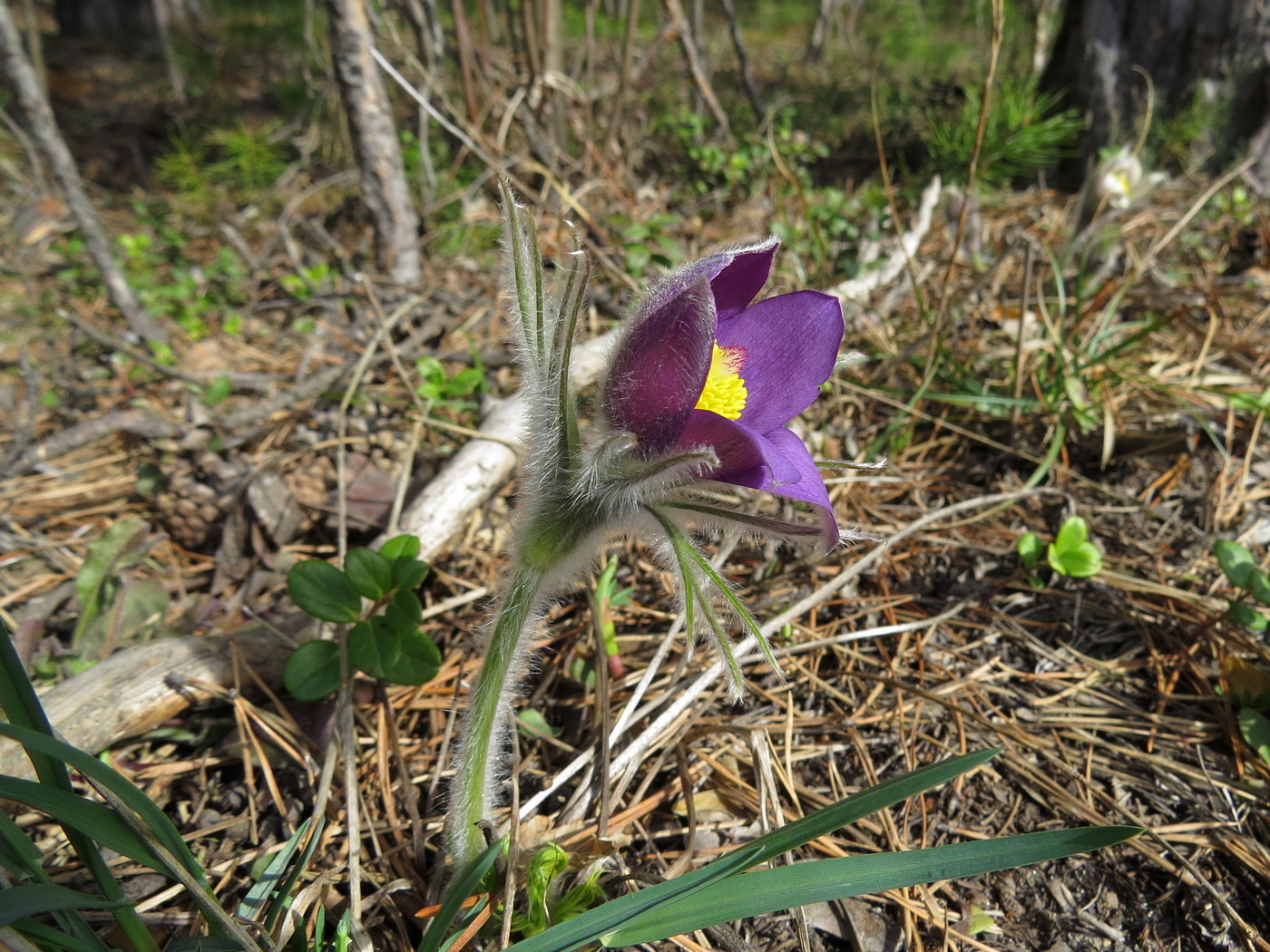 Image of Pulsatilla multifida specimen.