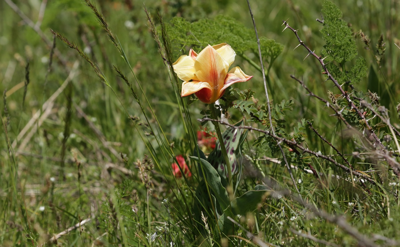 Изображение особи Tulipa greigii.